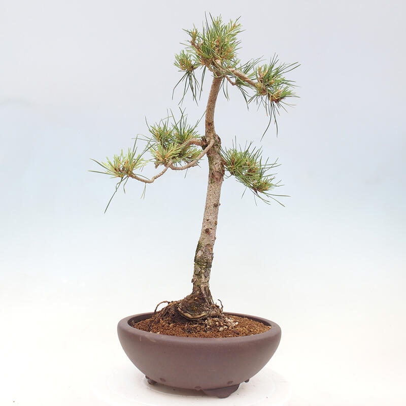 Bonsai im Freien - Pinus Sylvestris - Waldkiefer