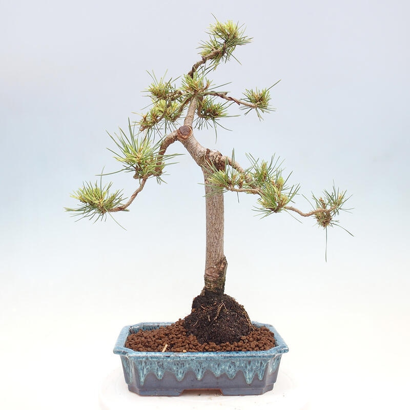 Bonsai im Freien - Pinus Sylvestris - Waldkiefer