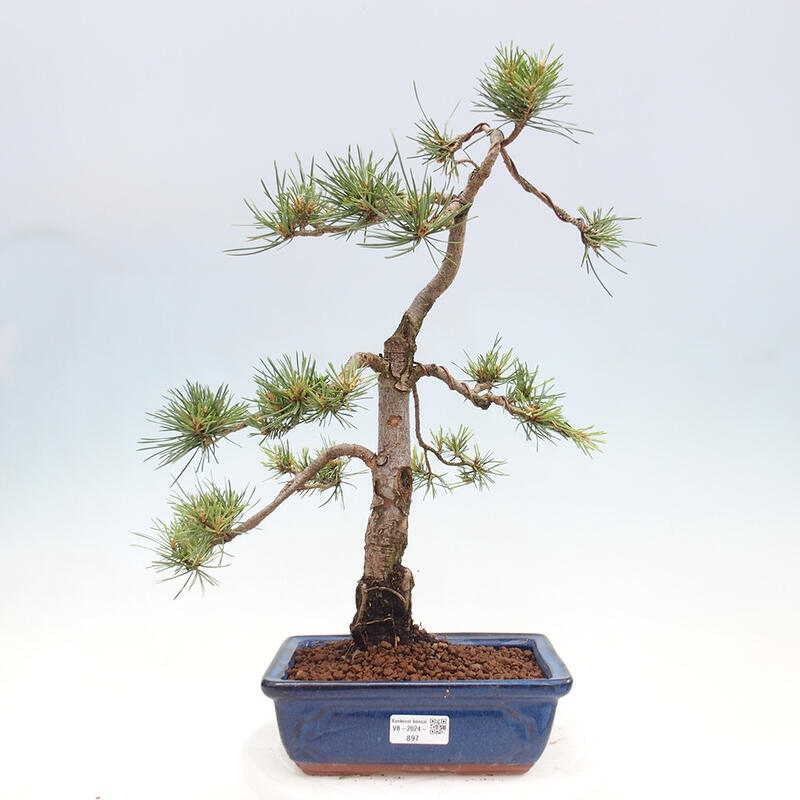 Bonsai im Freien - Pinus Sylvestris - Waldkiefer