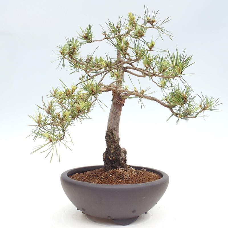 Bonsai im Freien - Pinus Sylvestris - Waldkiefer