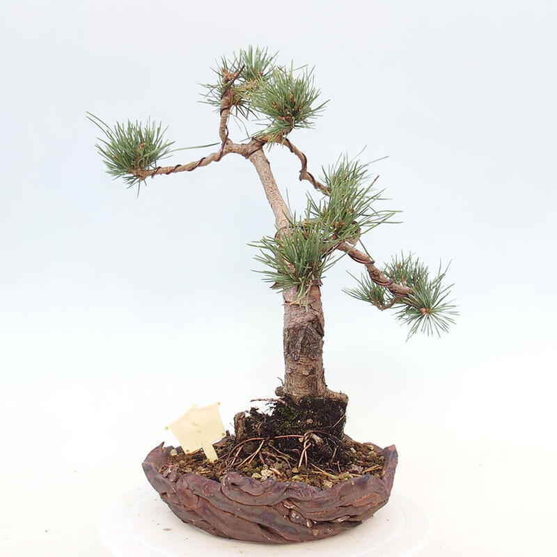 Bonsai im Freien - Pinus Sylvestris - Waldkiefer