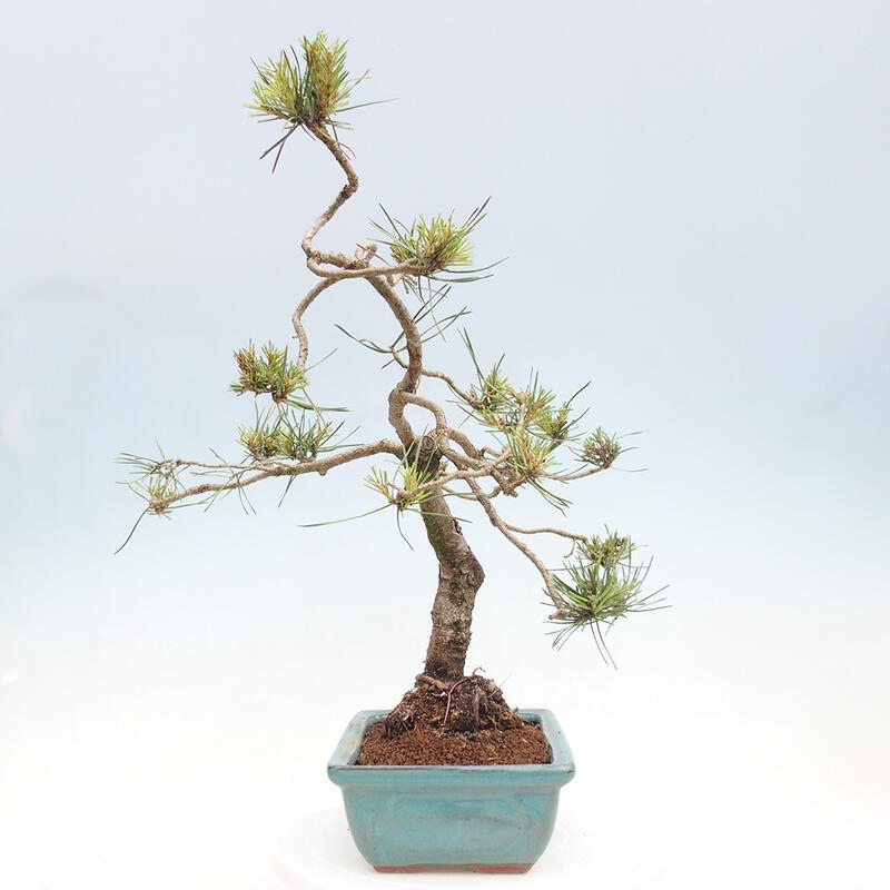 Bonsai im Freien - Pinus Sylvestris - Waldkiefer