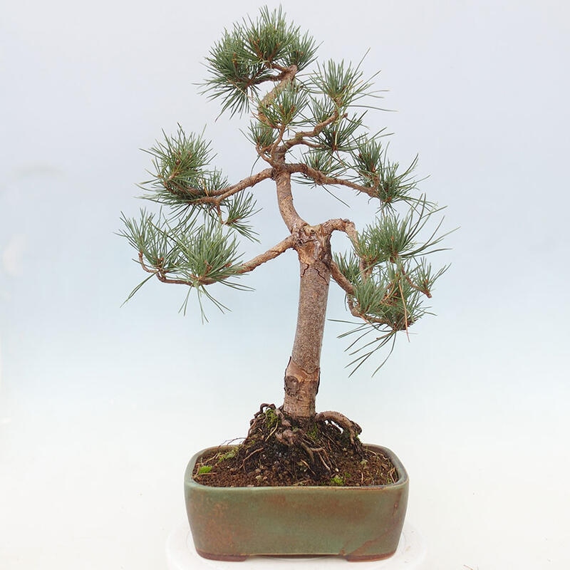 Bonsai im Freien - Pinus Sylvestris - Waldkiefer