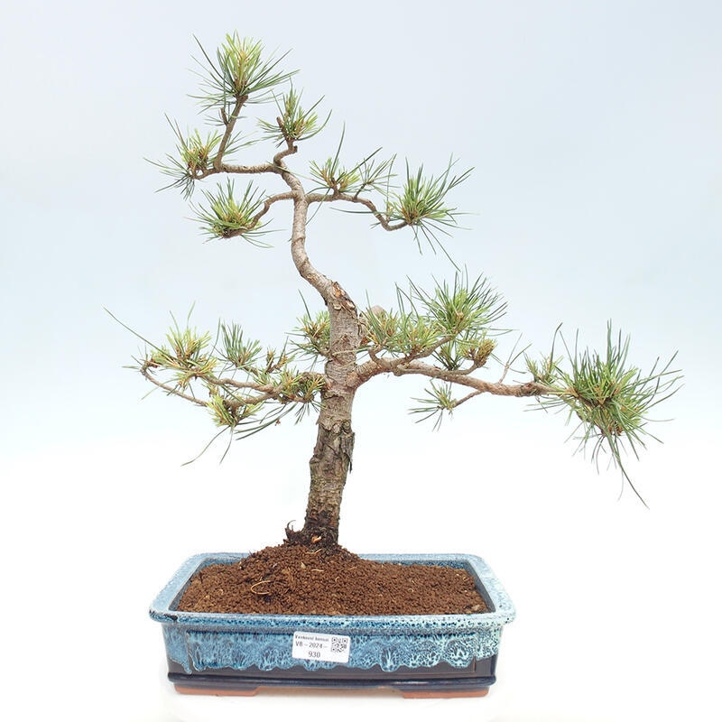 Bonsai im Freien - Pinus Sylvestris - Waldkiefer