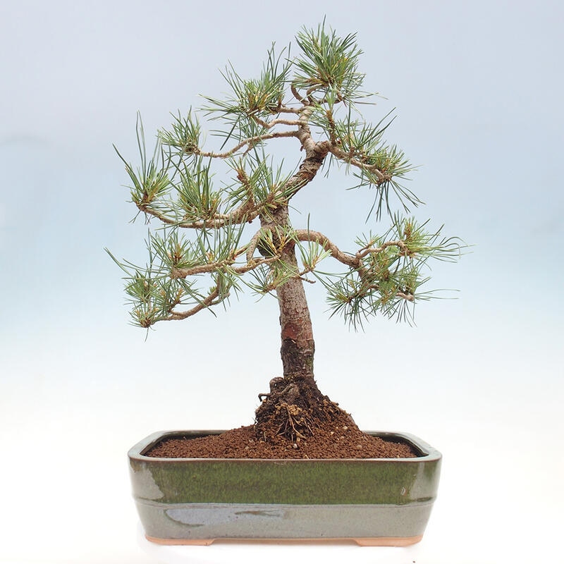 Bonsai im Freien - Pinus Sylvestris - Waldkiefer