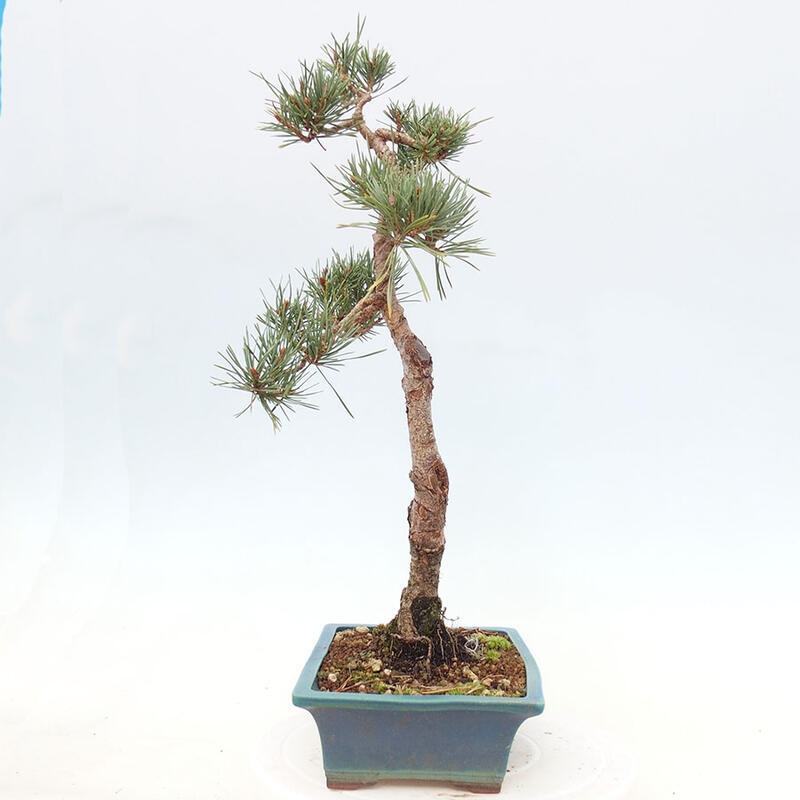 Bonsai im Freien - Pinus Sylvestris - Waldkiefer