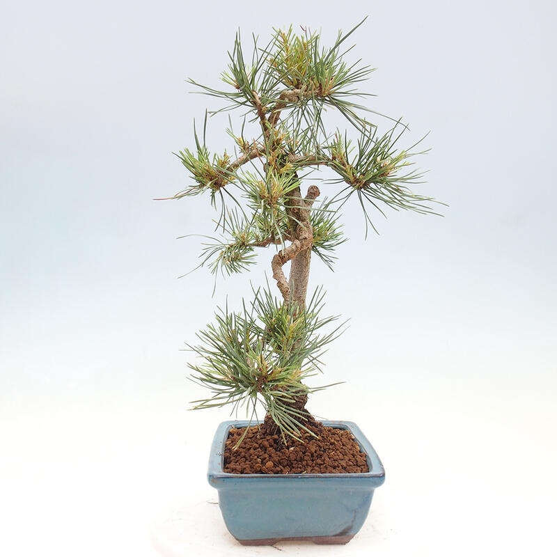 Bonsai im Freien - Pinus Sylvestris - Waldkiefer