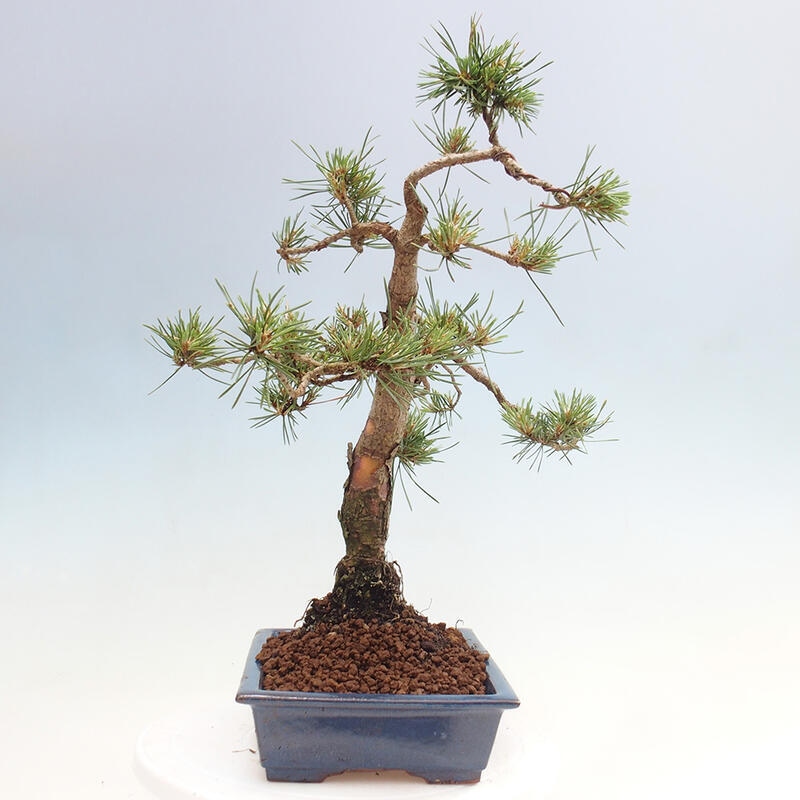 Bonsai im Freien - Pinus Sylvestris - Waldkiefer