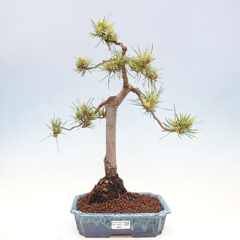 Bonsai im Freien - Pinus Sylvestris - Waldkiefer