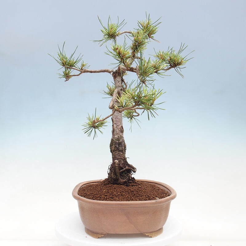 Bonsai im Freien - Pinus Sylvestris - Waldkiefer