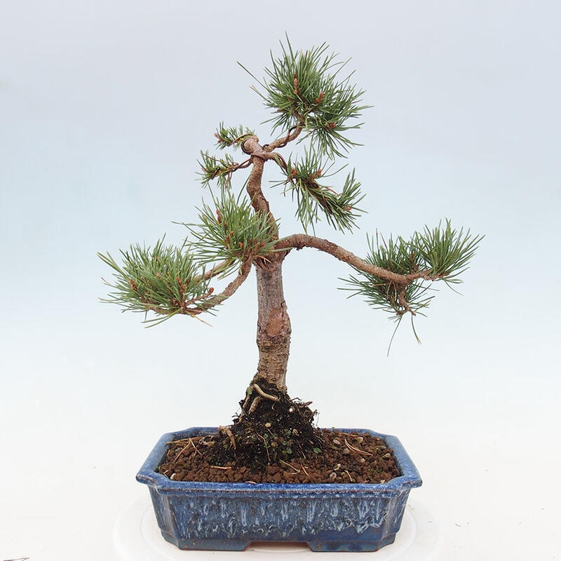 Bonsai im Freien - Pinus Sylvestris - Waldkiefer