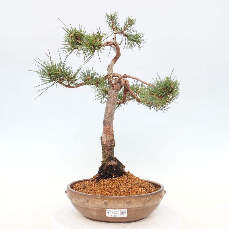 Bonsai im Freien - Pinus Sylvestris - Waldkiefer