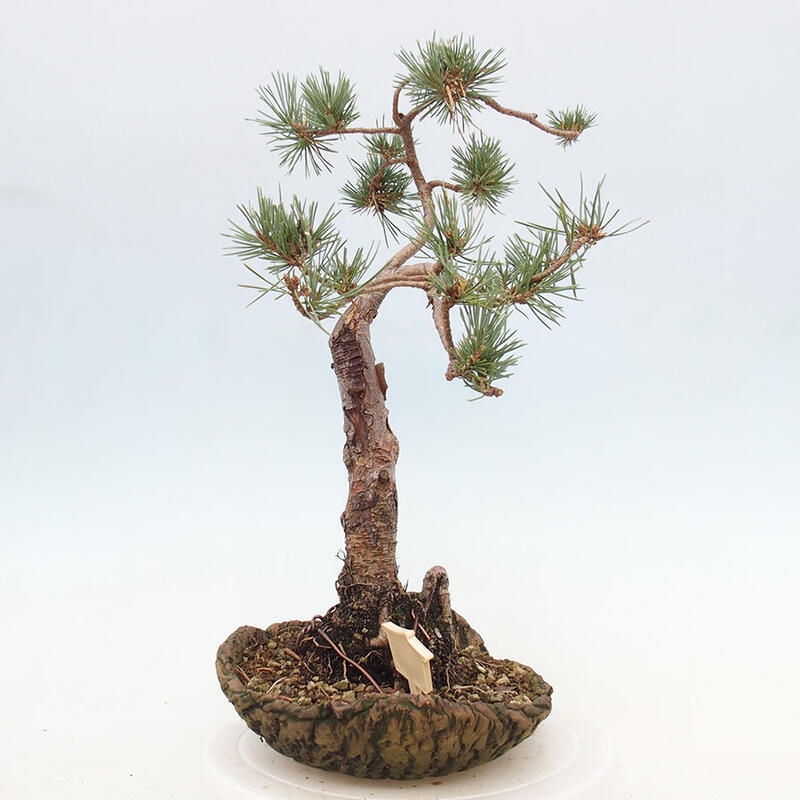 Bonsai im Freien - Pinus Sylvestris - Waldkiefer