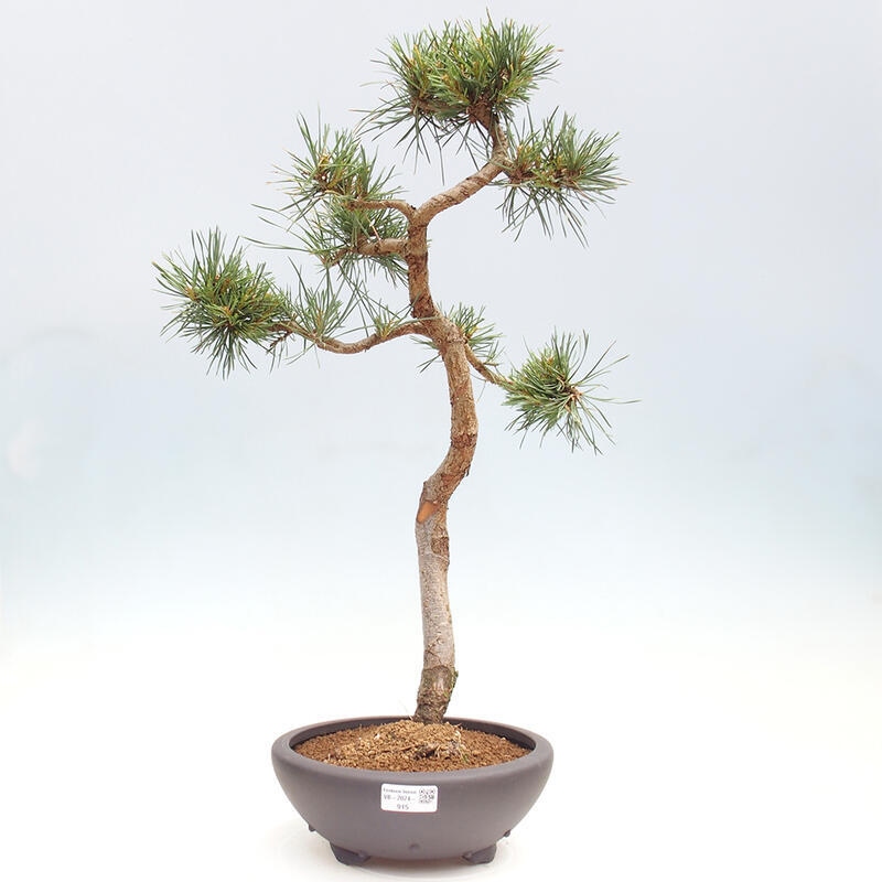 Bonsai im Freien - Pinus Sylvestris - Waldkiefer