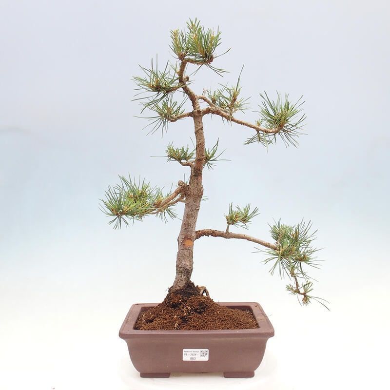 Bonsai im Freien - Pinus Sylvestris - Waldkiefer