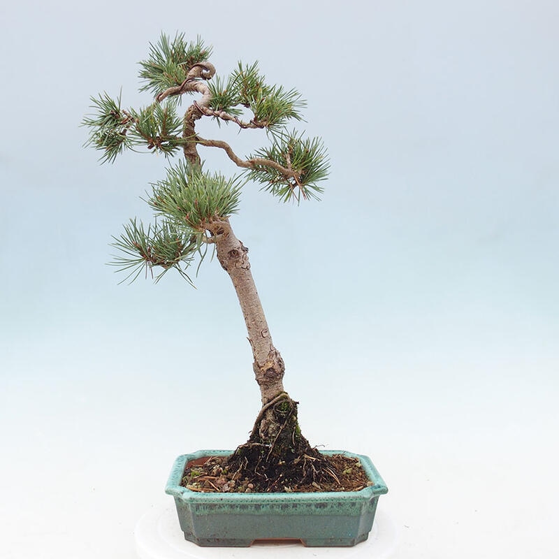 Bonsai im Freien - Pinus Sylvestris - Waldkiefer