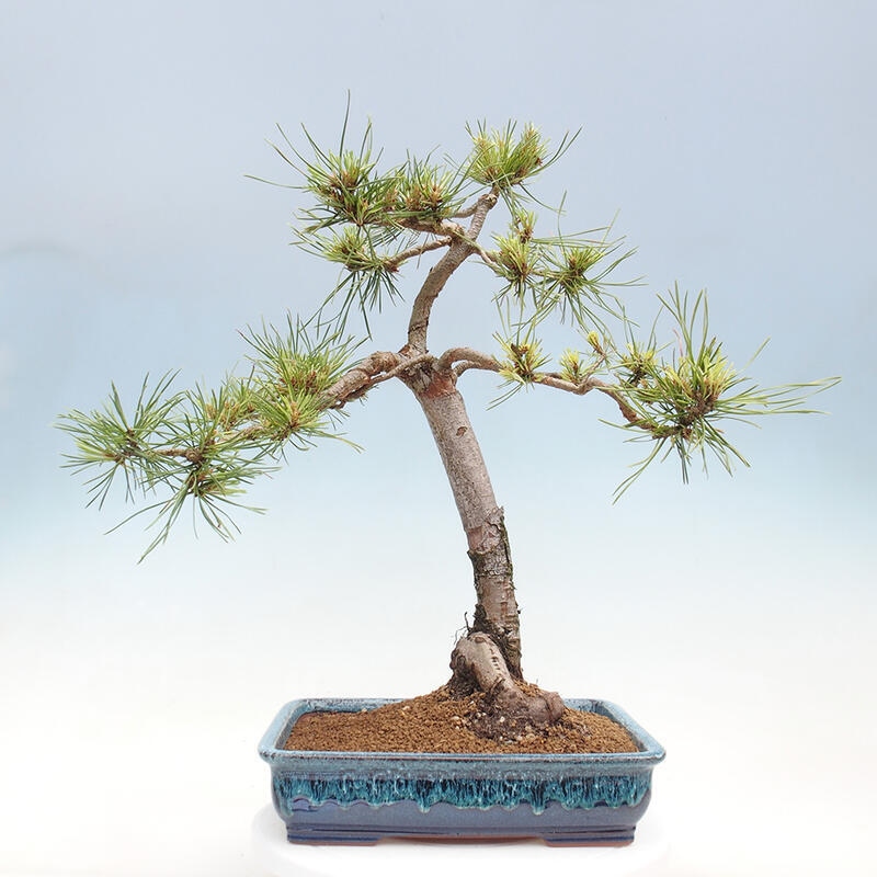 Bonsai im Freien - Pinus Sylvestris - Waldkiefer