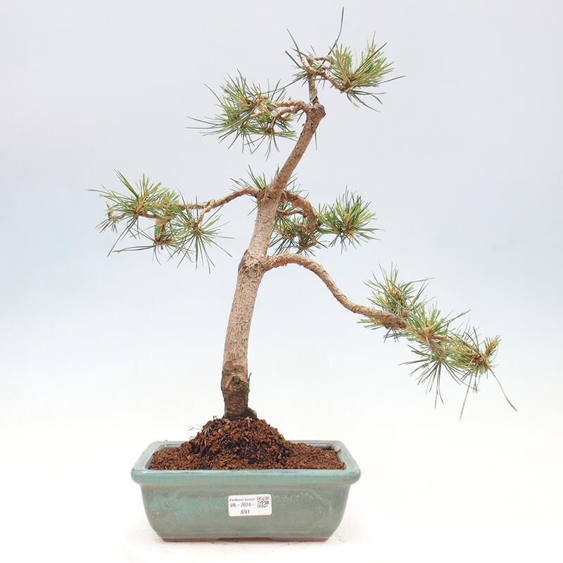 Bonsai im Freien - Pinus Sylvestris - Waldkiefer