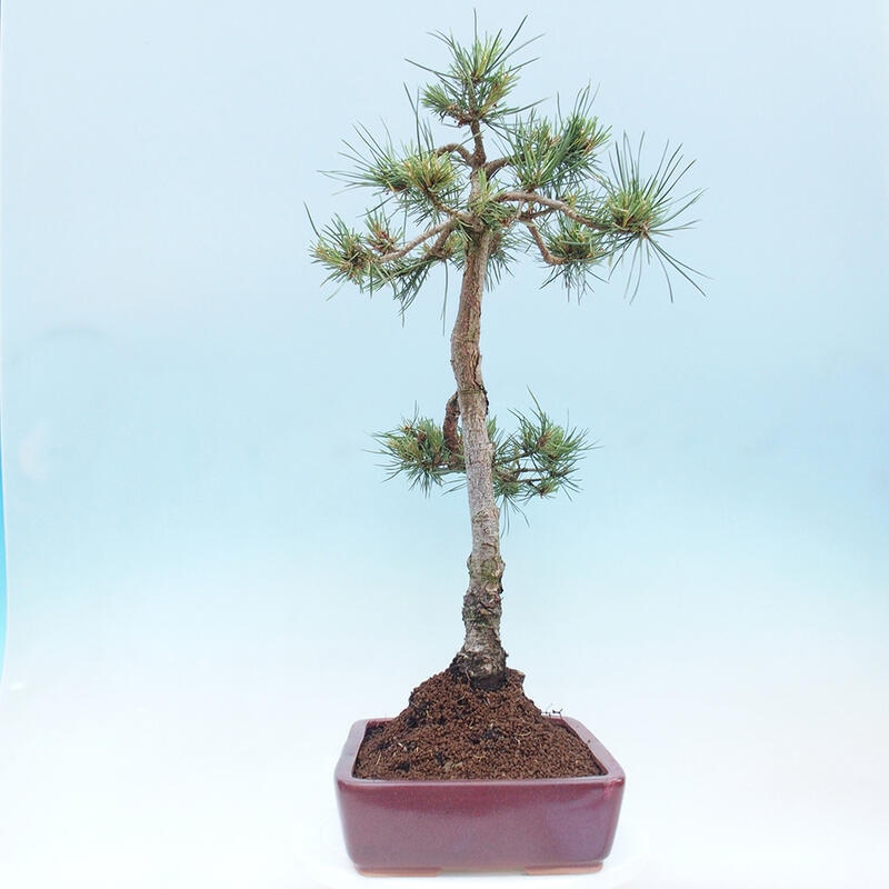 Bonsai im Freien - Pinus Sylvestris - Waldkiefer