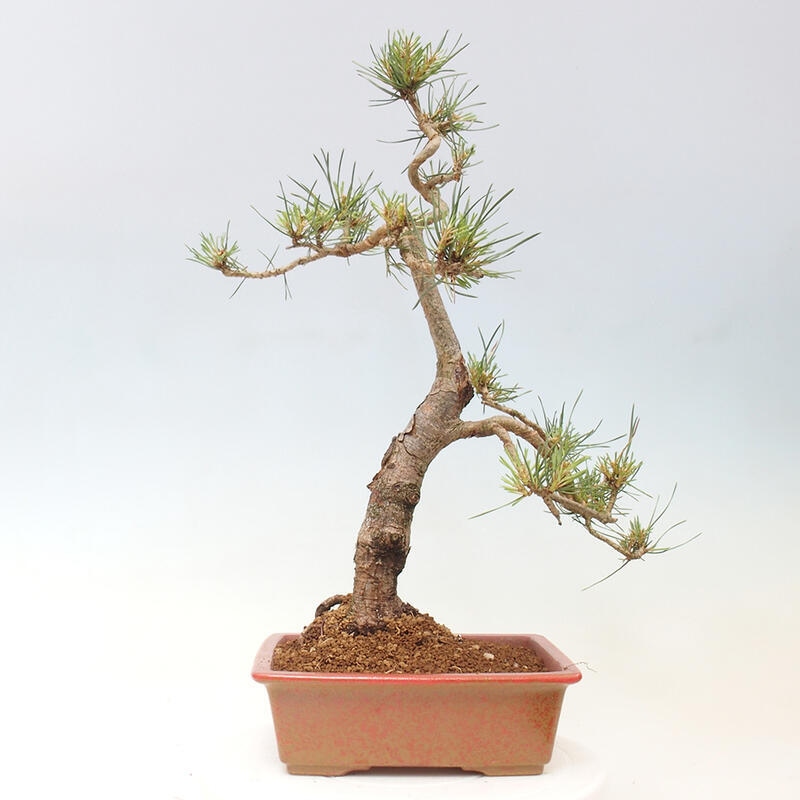 Bonsai im Freien - Pinus Sylvestris - Waldkiefer