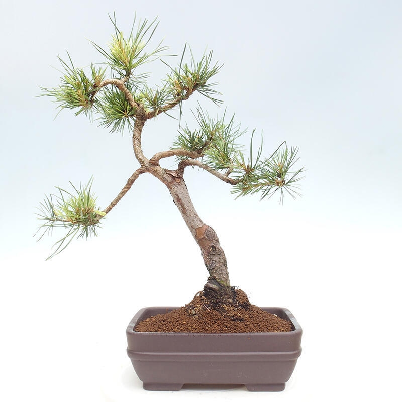 Bonsai im Freien - Pinus Sylvestris - Waldkiefer