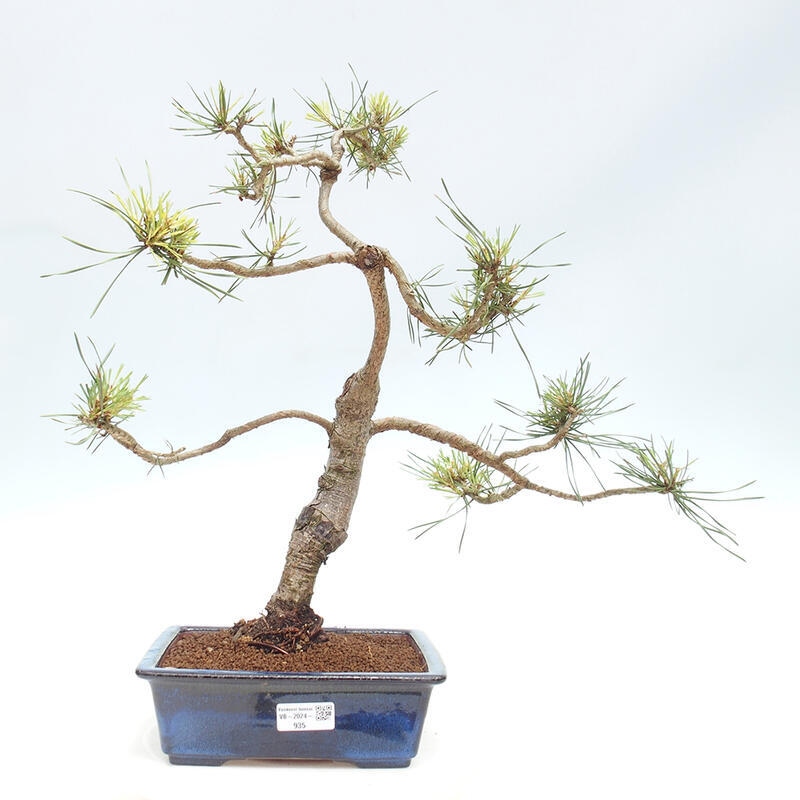 Bonsai im Freien - Pinus Sylvestris - Waldkiefer