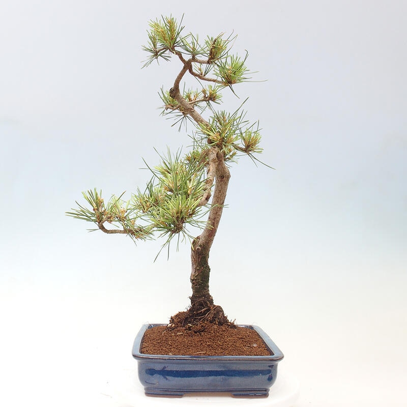 Bonsai im Freien - Pinus Sylvestris - Waldkiefer