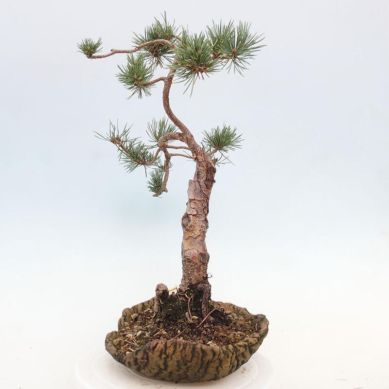 Bonsai im Freien - Pinus Sylvestris - Waldkiefer