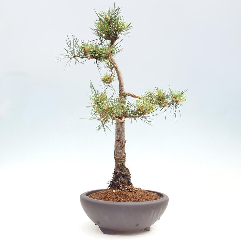 Bonsai im Freien - Pinus Sylvestris - Waldkiefer