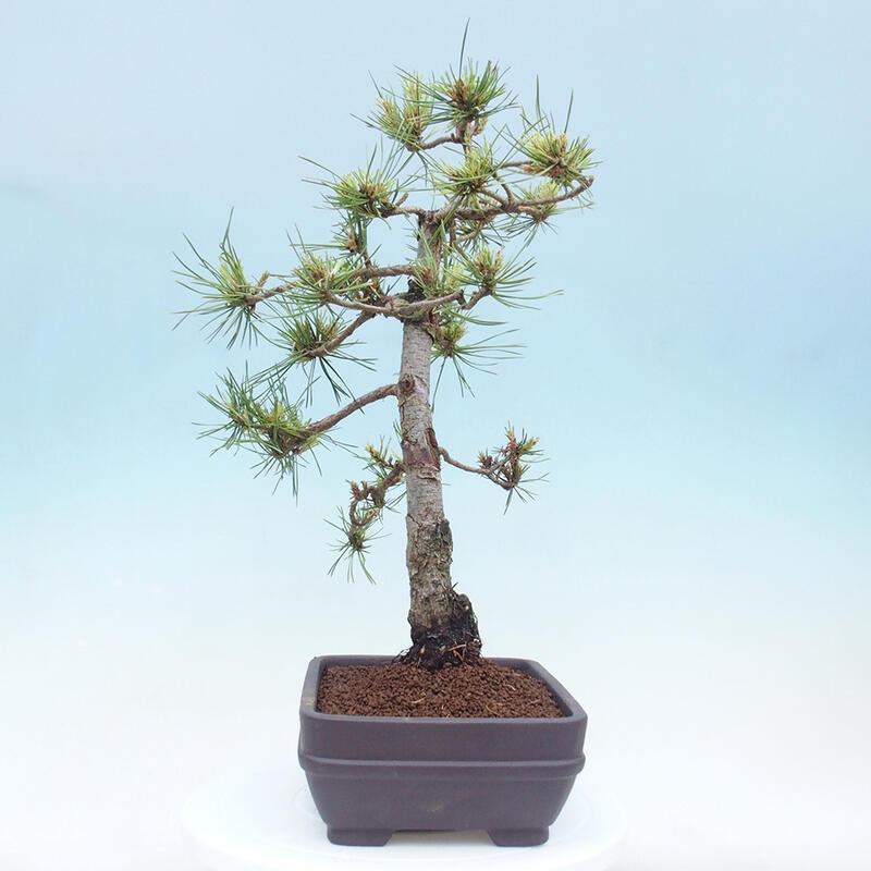 Bonsai im Freien - Pinus Sylvestris - Waldkiefer