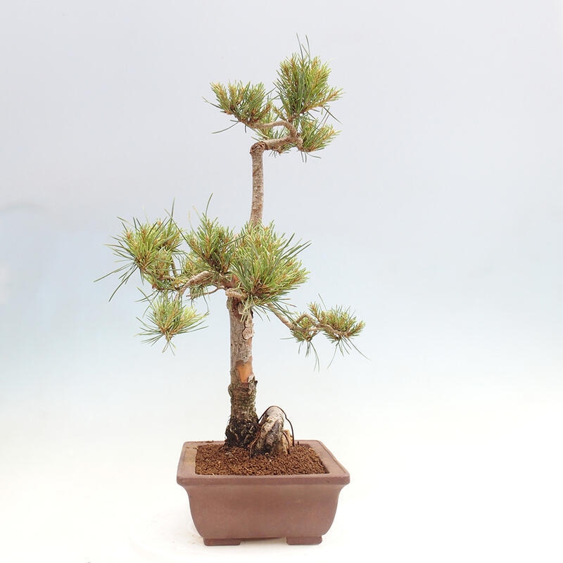 Bonsai im Freien - Pinus Sylvestris - Waldkiefer