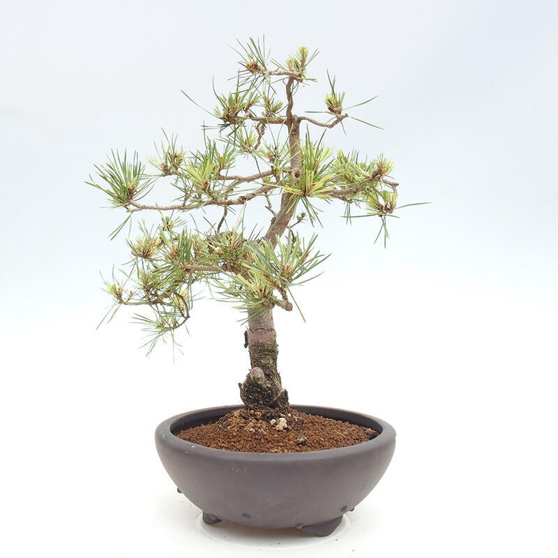 Bonsai im Freien - Pinus Sylvestris - Waldkiefer