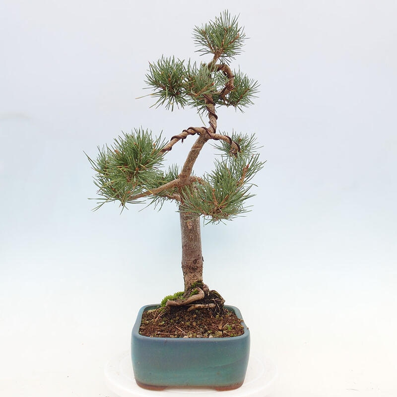 Bonsai im Freien - Pinus Sylvestris - Waldkiefer