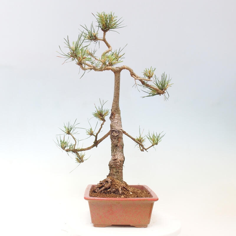 Bonsai im Freien - Pinus Sylvestris - Waldkiefer