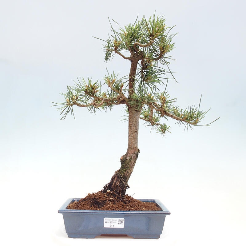 Bonsai im Freien - Pinus Sylvestris - Waldkiefer