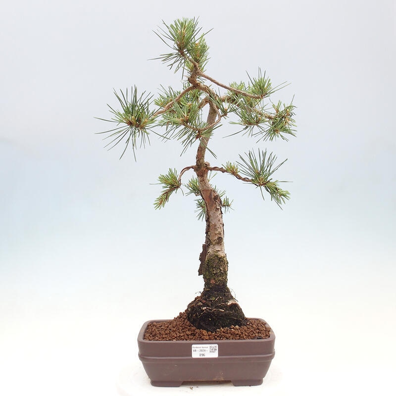 Bonsai im Freien - Pinus Sylvestris - Waldkiefer