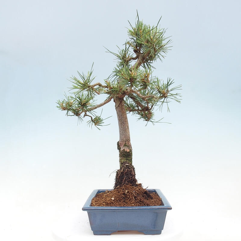 Bonsai im Freien - Pinus Sylvestris - Waldkiefer