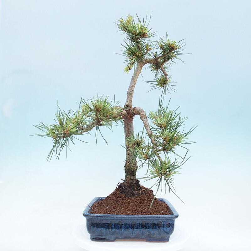 Bonsai im Freien - Pinus Sylvestris - Waldkiefer