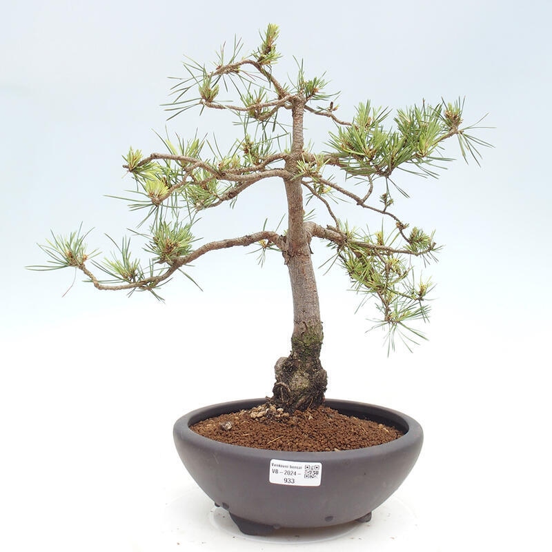 Bonsai im Freien - Pinus Sylvestris - Waldkiefer