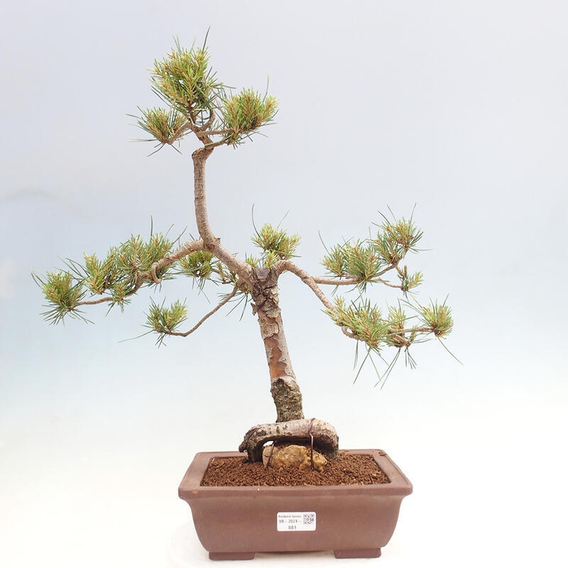 Bonsai im Freien - Pinus Sylvestris - Waldkiefer