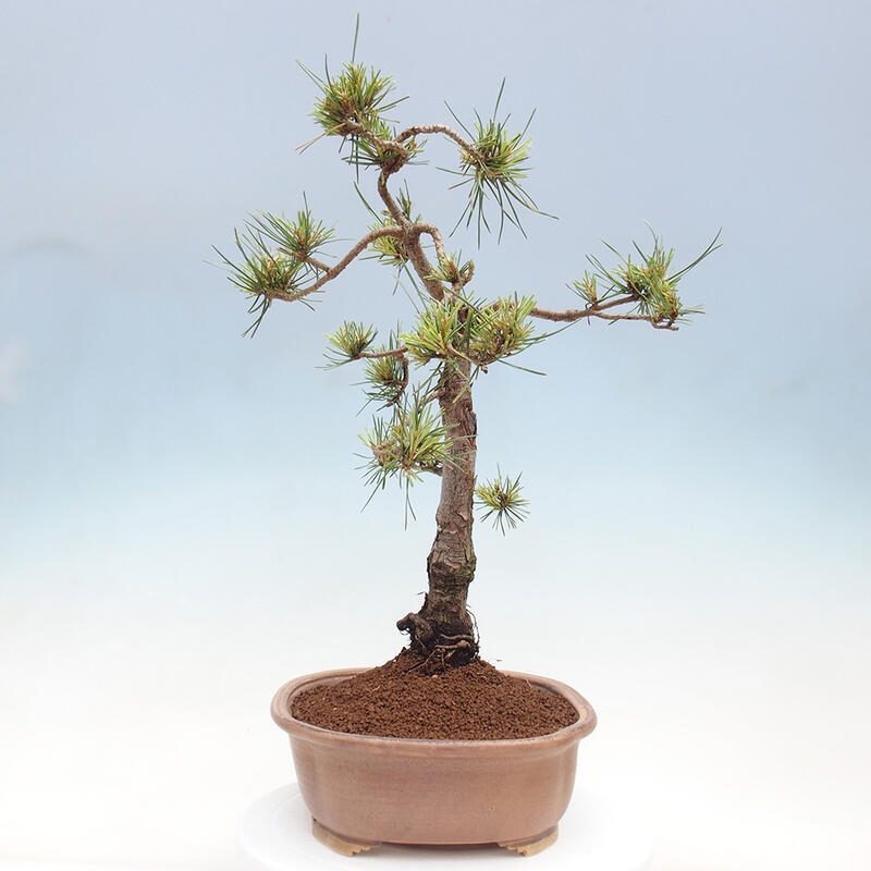 Bonsai im Freien - Pinus Sylvestris - Waldkiefer