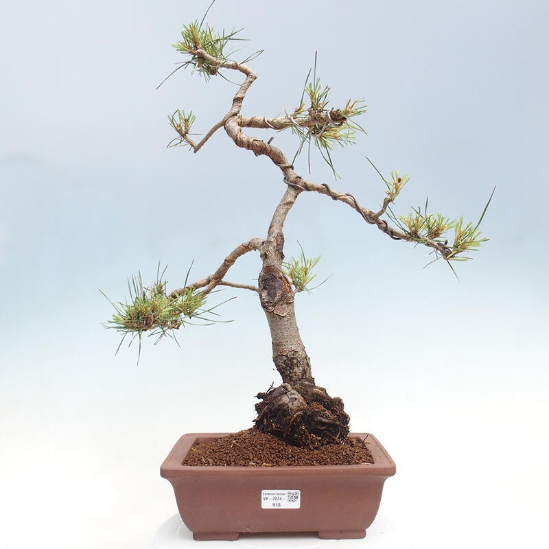 Bonsai im Freien - Pinus Sylvestris - Waldkiefer