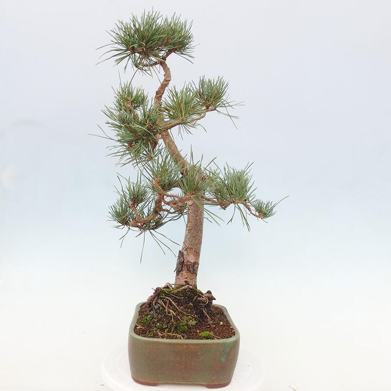 Bonsai im Freien - Pinus Sylvestris - Waldkiefer