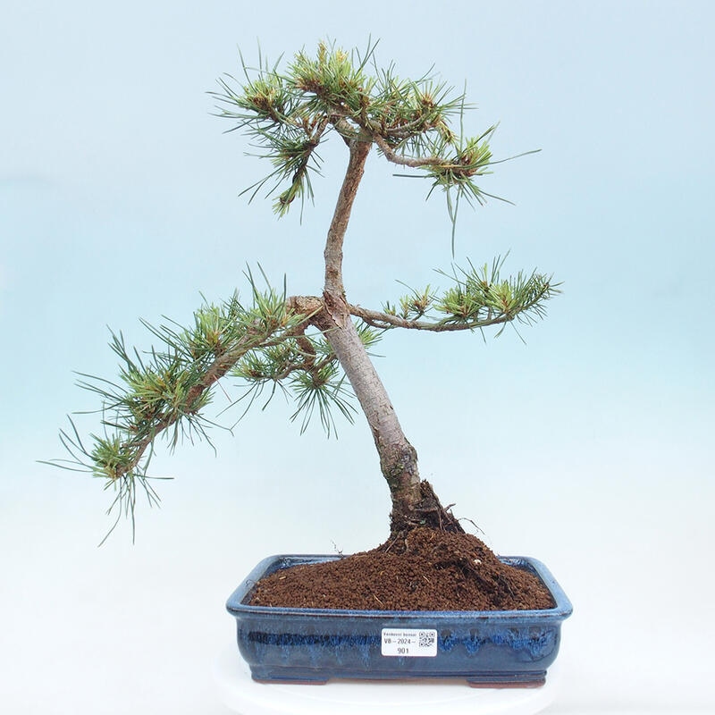 Bonsai im Freien - Pinus Sylvestris - Waldkiefer