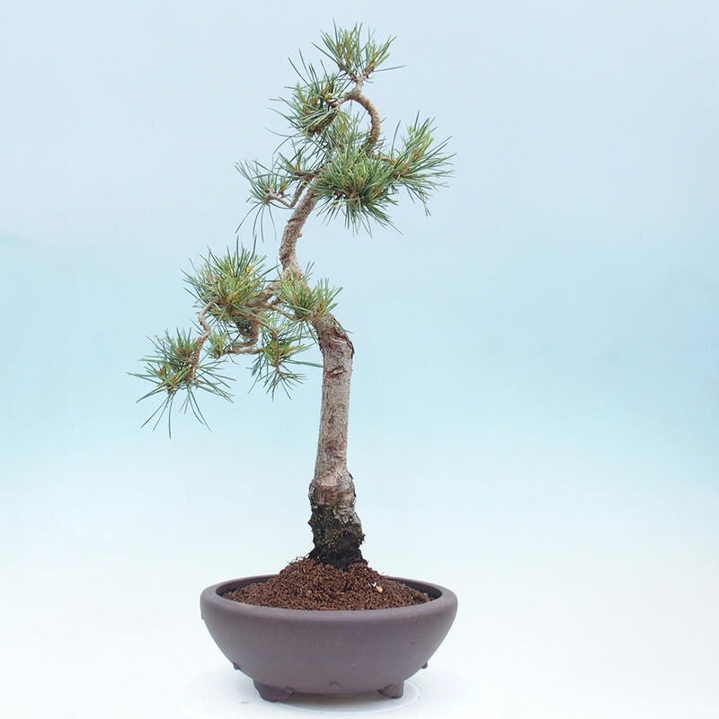 Bonsai im Freien - Pinus Sylvestris - Waldkiefer