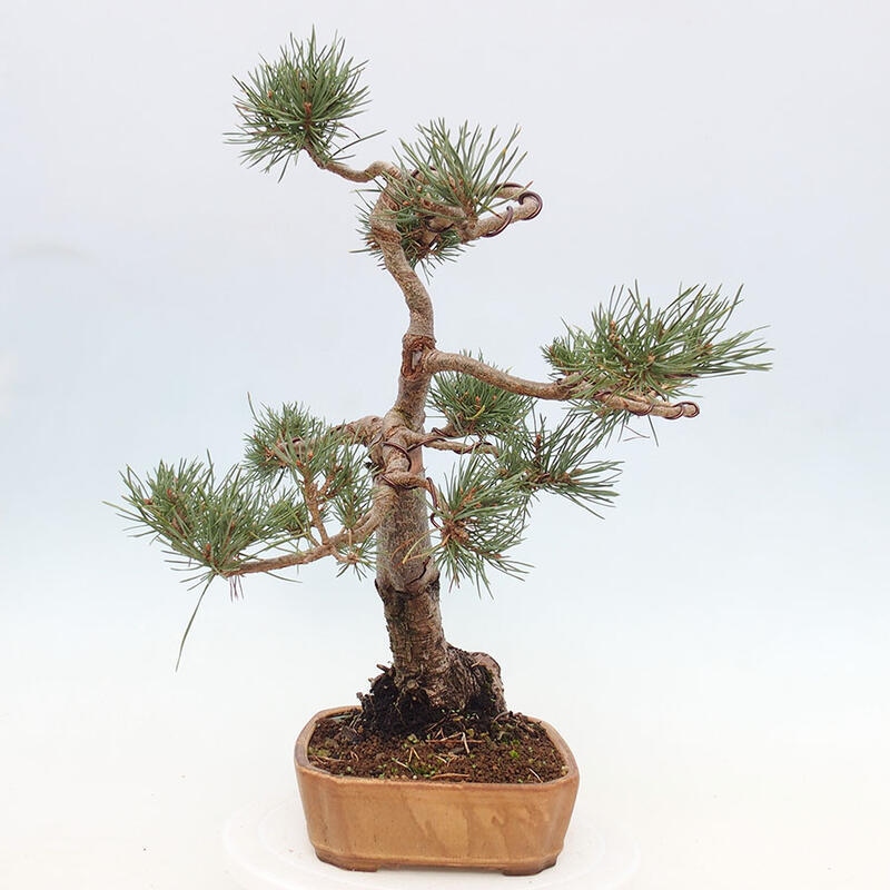 Bonsai im Freien - Pinus Sylvestris - Waldkiefer