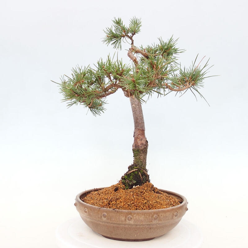 Bonsai im Freien - Pinus Sylvestris - Waldkiefer