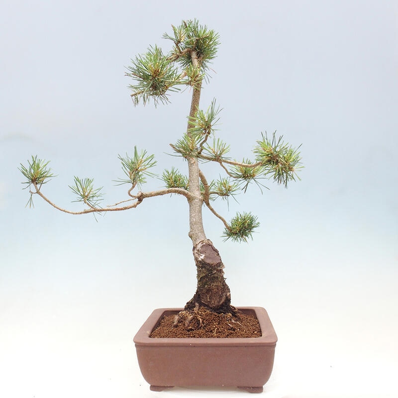 Bonsai im Freien - Pinus Sylvestris - Waldkiefer