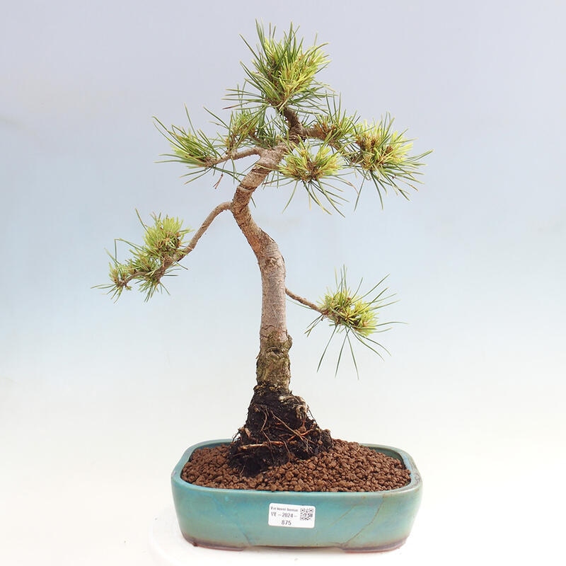 Bonsai im Freien - Pinus Sylvestris - Waldkiefer