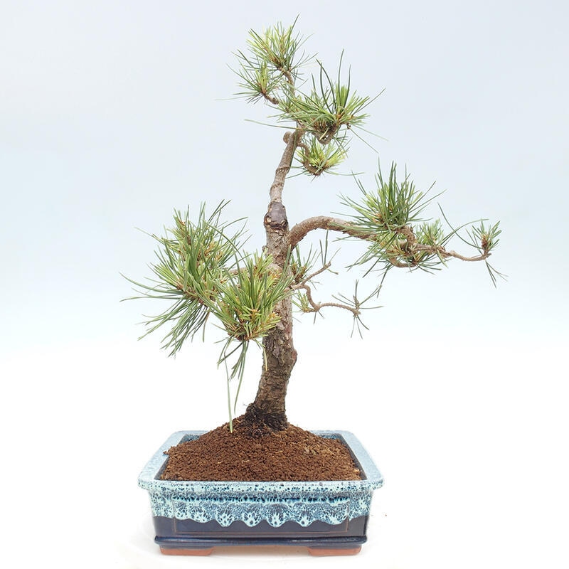 Bonsai im Freien - Pinus Sylvestris - Waldkiefer